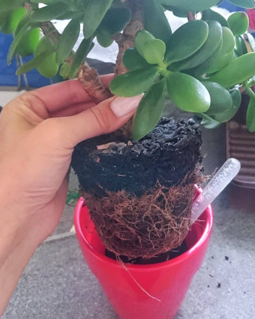 A small Jade plant uprooted/lifted from its red pot due to root-bound condition.