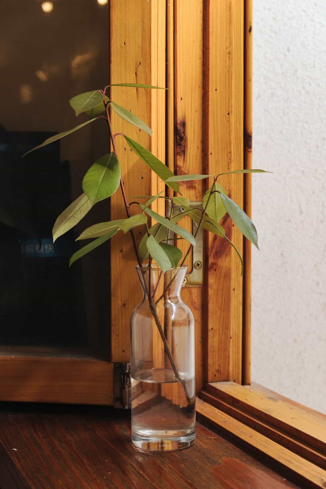 How to Root a Rubber Plant in Water? Plants Craze