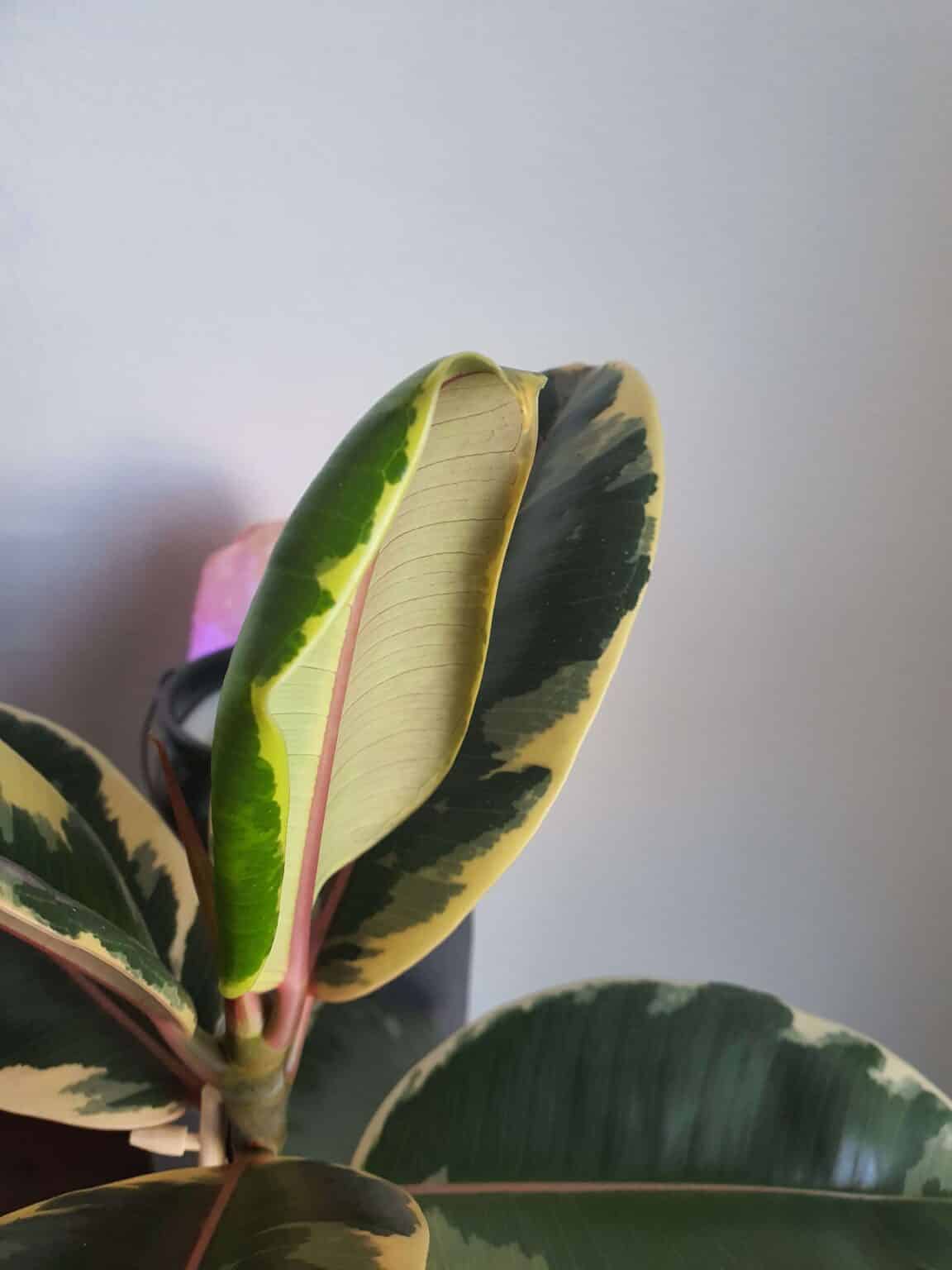 How to Save your Dying Rubber Plant? Plants Craze