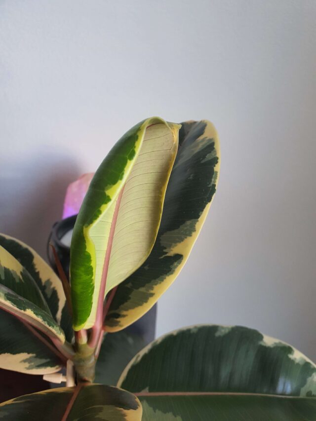 How to Save your Dying Rubber Plant? - Plants Craze