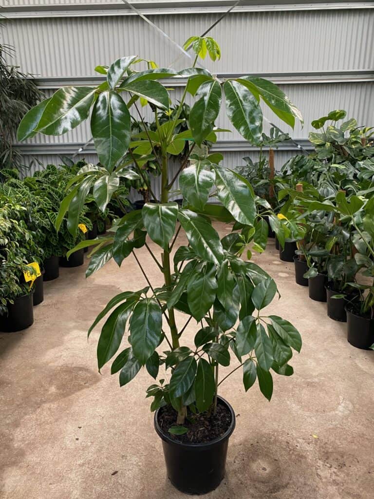 How to Propagate Schefflera - Plants Craze