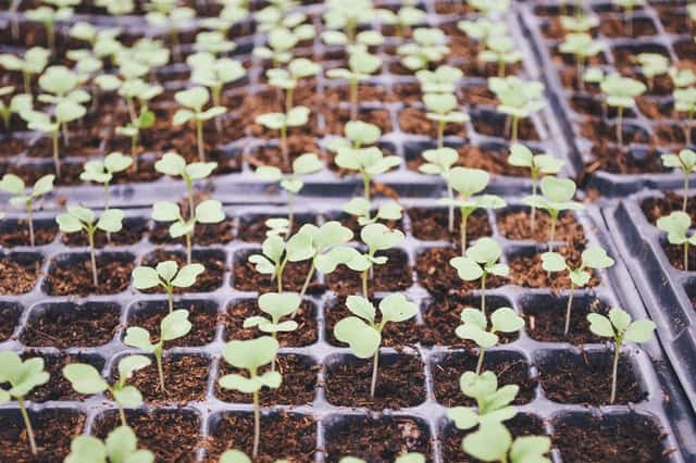 Seedlings sprouting from seed starter kit