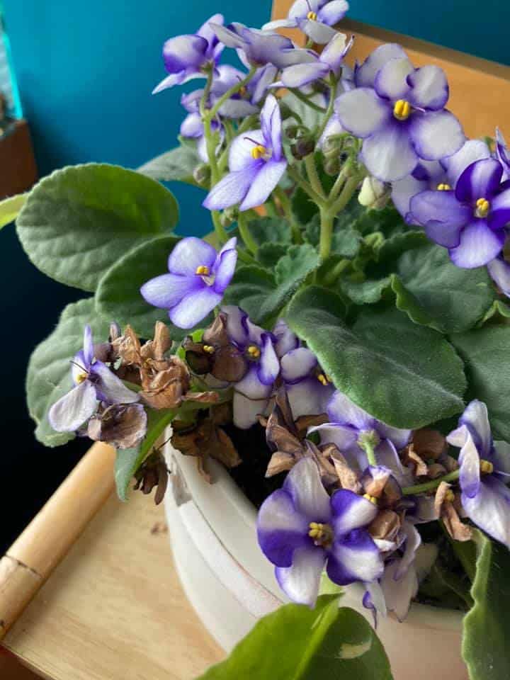 Image represents dried flowers of African Violet