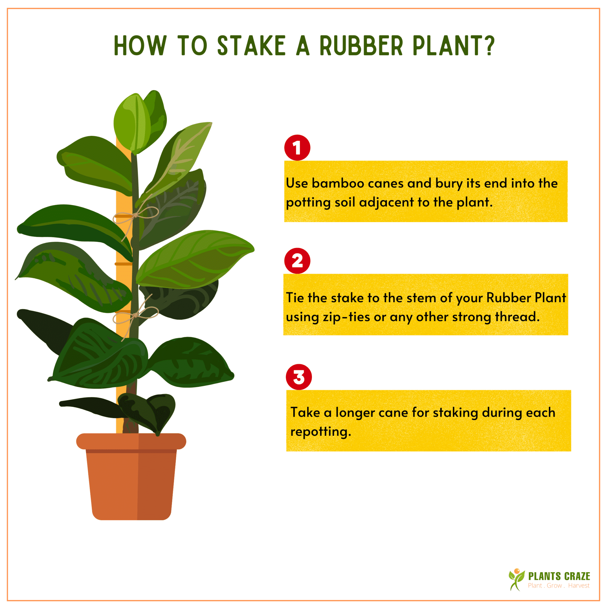 Image illustrates the process of staking Rubber Plant