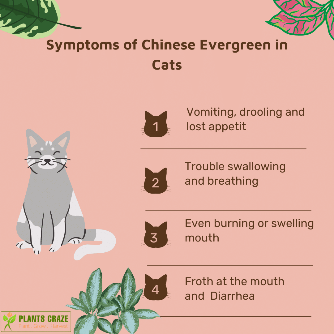 Symptoms of Monstera Poisioning in Cats chart