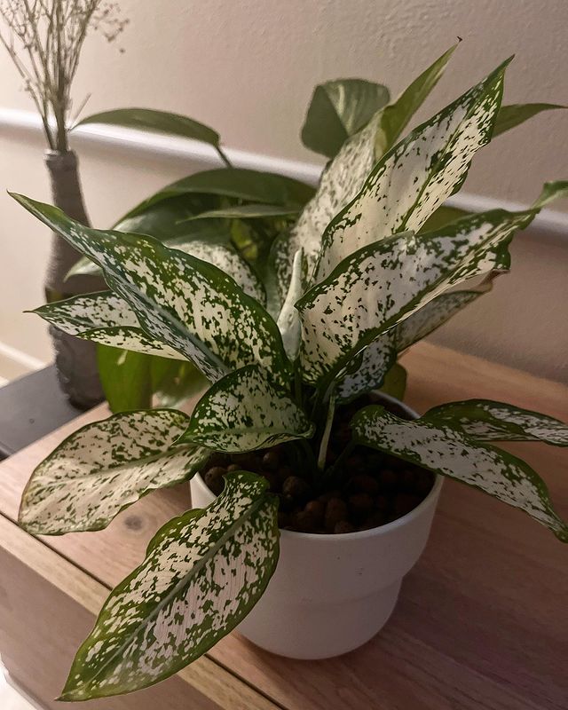 aglonema in pot