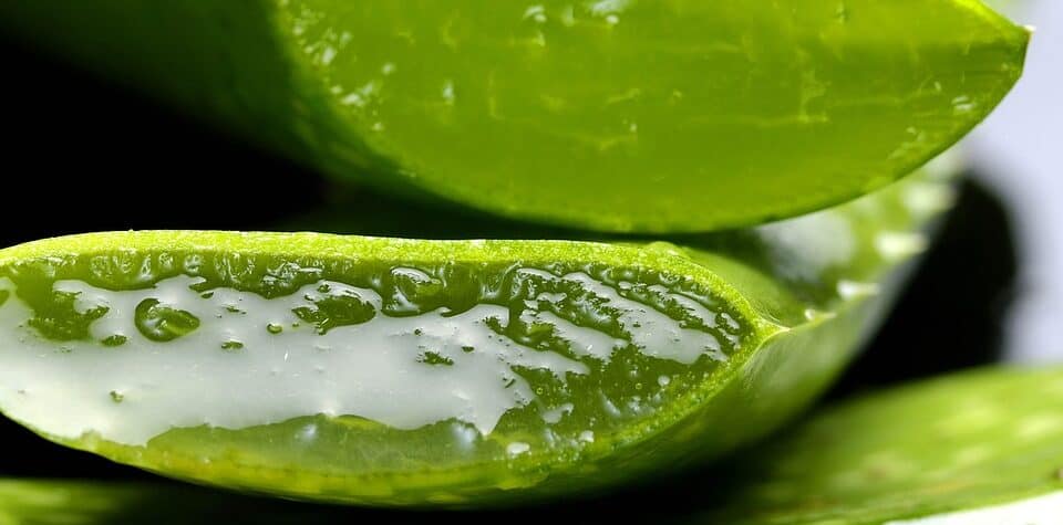 A Freshly Cut Aloe Vera Lea