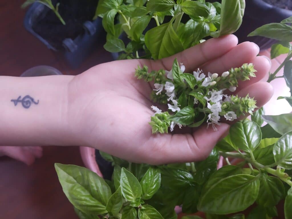 How to Dry Basil Flowers? Plants Craze