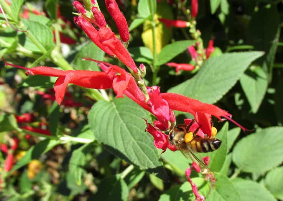 A Flowering Pineapple Sage Plant