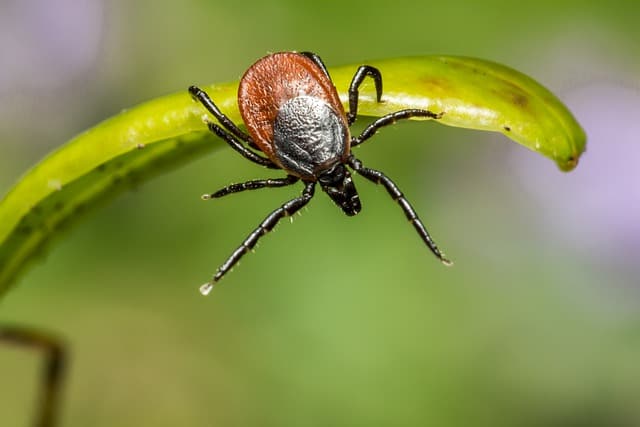 Pest Infested Leaf