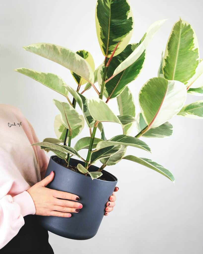 how-to-make-a-rubber-plant-bushy-plants-craze