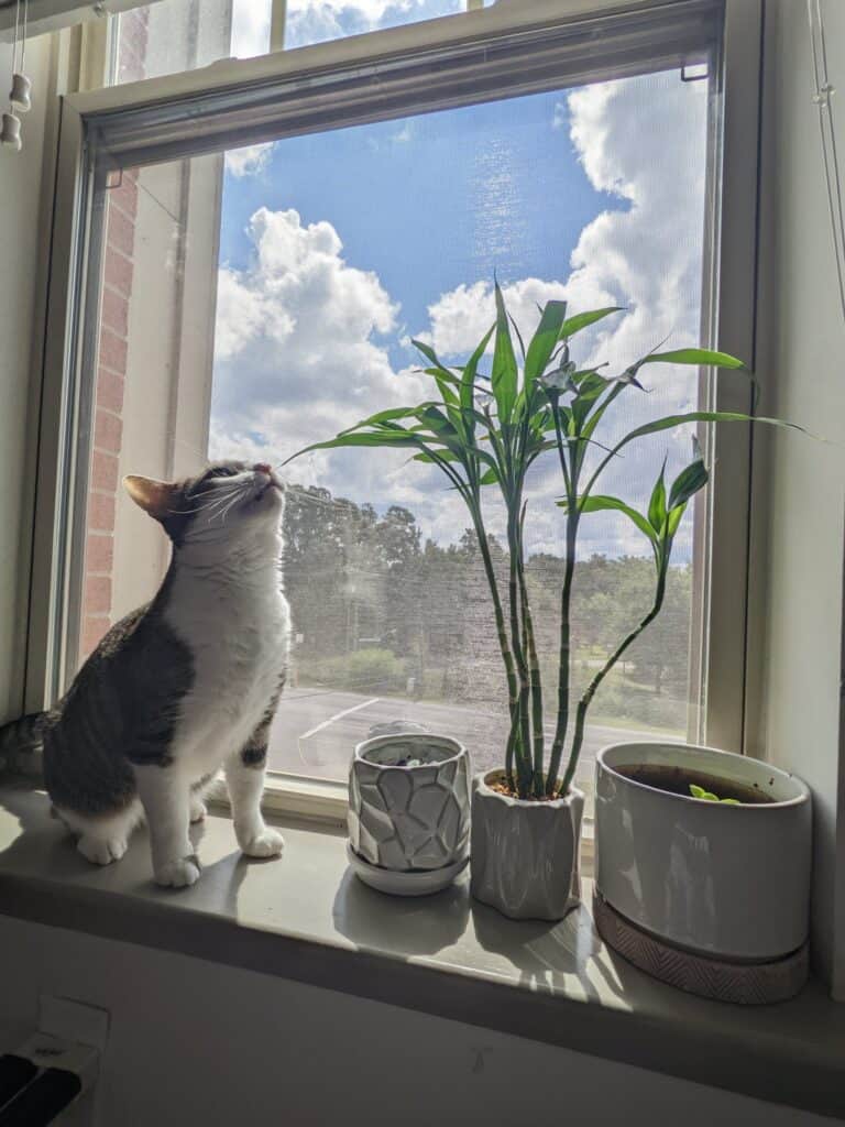 Is Lucky Bamboo Toxic to Cats? [5+ Repelling Tips]