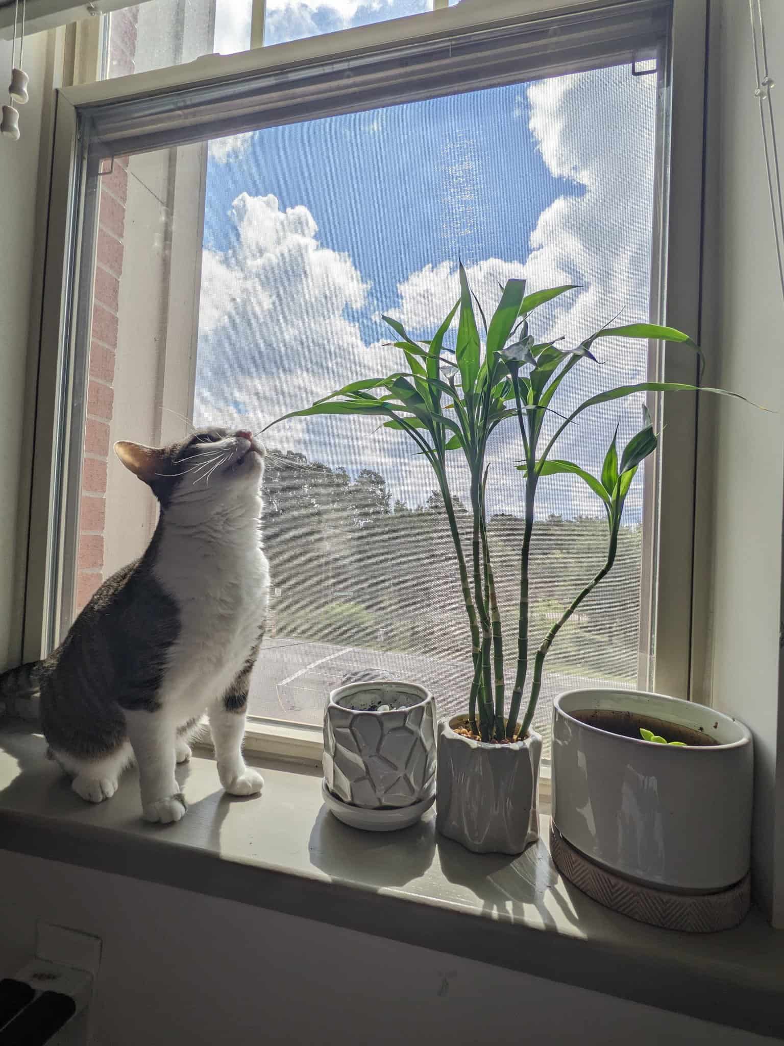 cat trying to eat the lucky bamboo leaves on a window