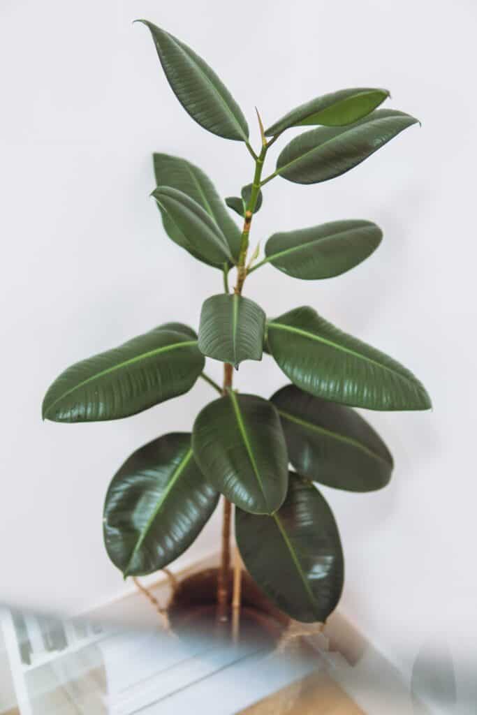 How to Save your Dying Rubber Plant?