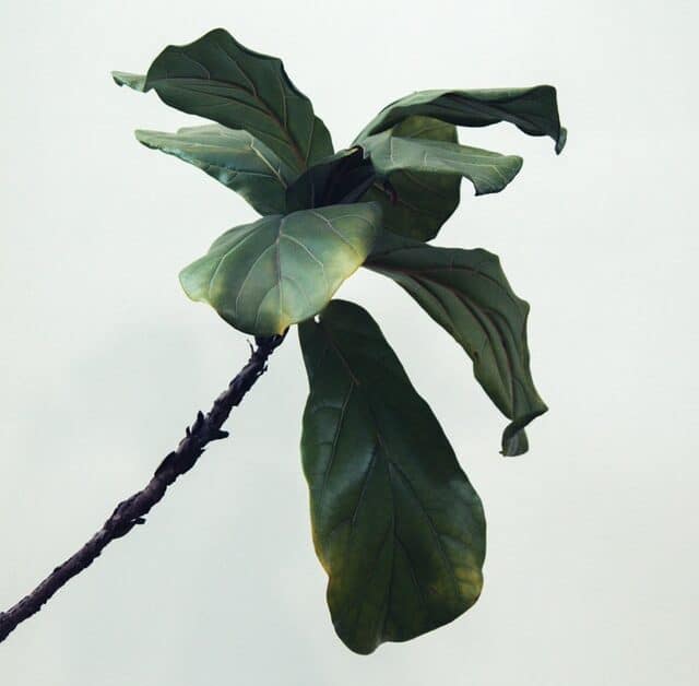 Leaves Loss In Fiddle Leaf Fig