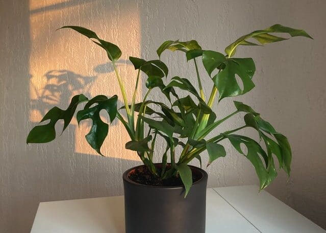 Philodendron In a Well-lit Location