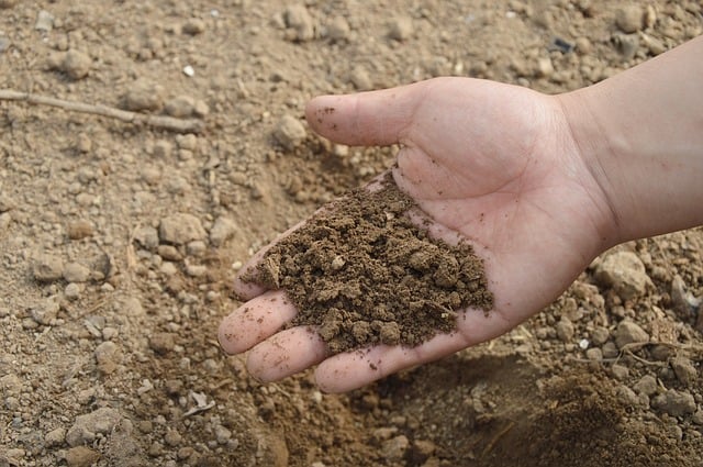 Soil lacking in nutrition