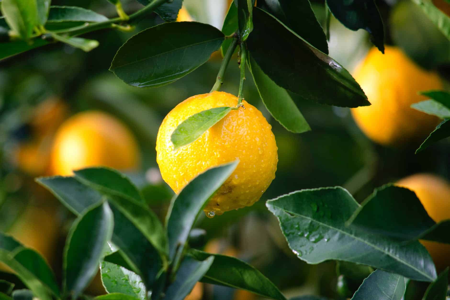 when to repot lemon tree