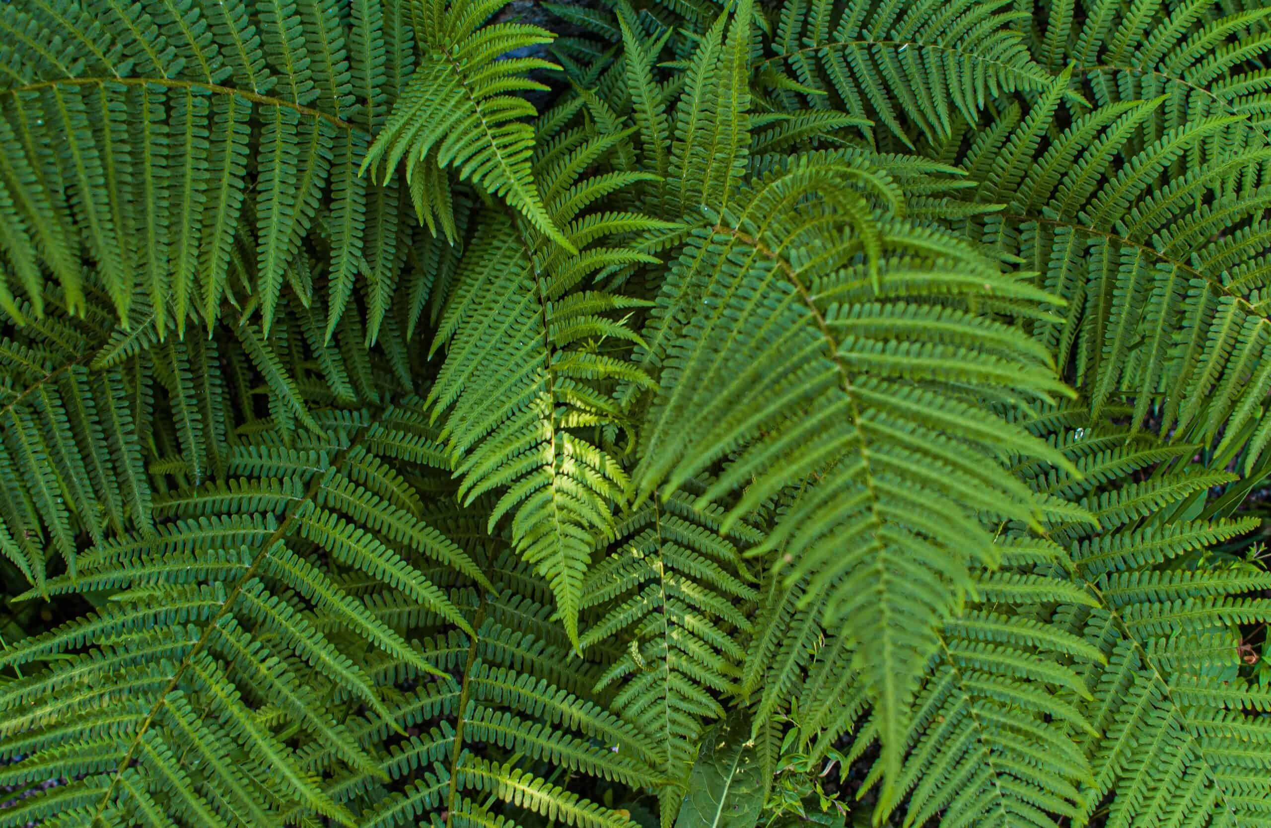 How to Re-pot a Boston Fern?