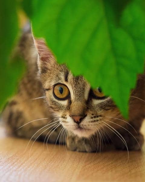 Cat watching a leaf