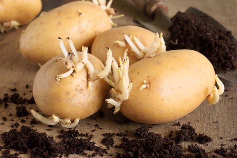 How to Grow Potatoes in Texas? Plants Craze
