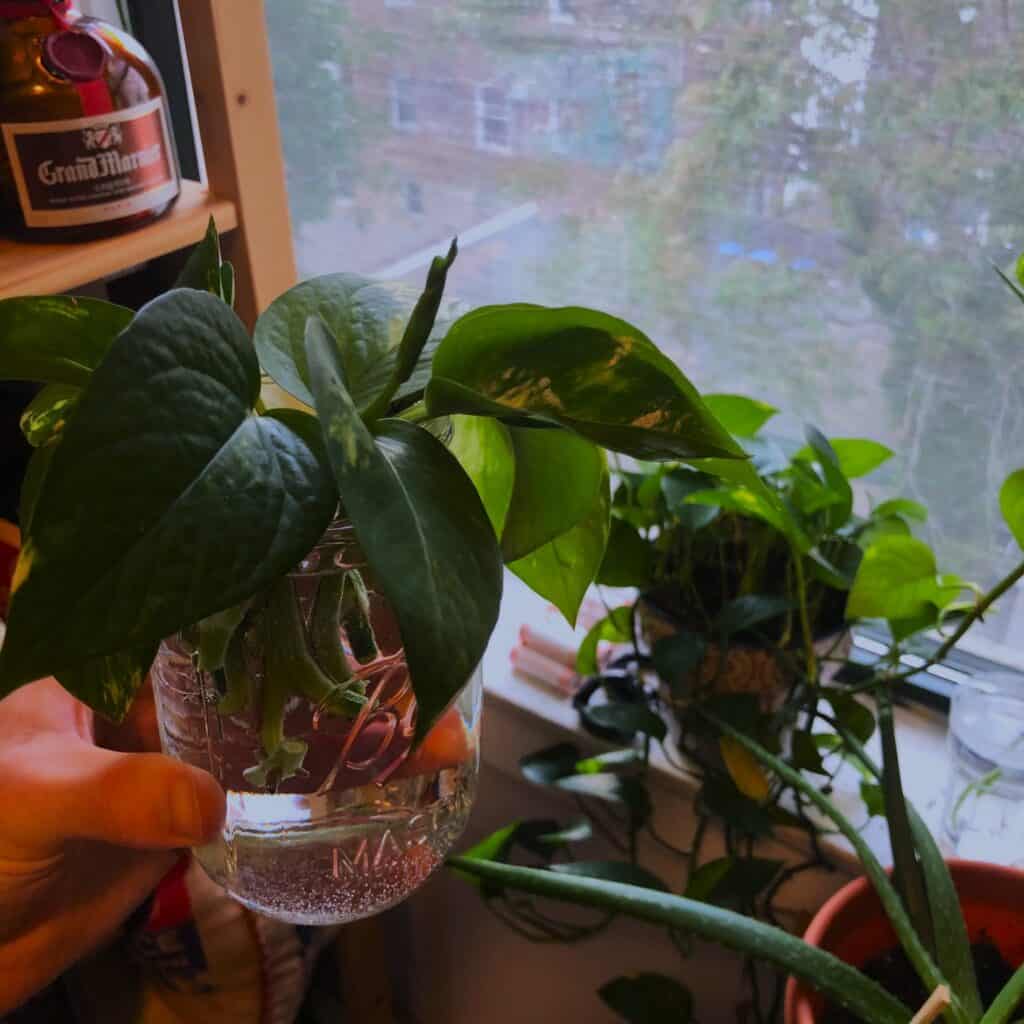 Pothos for Aquarium? Get Best Using Guide - Plants Craze