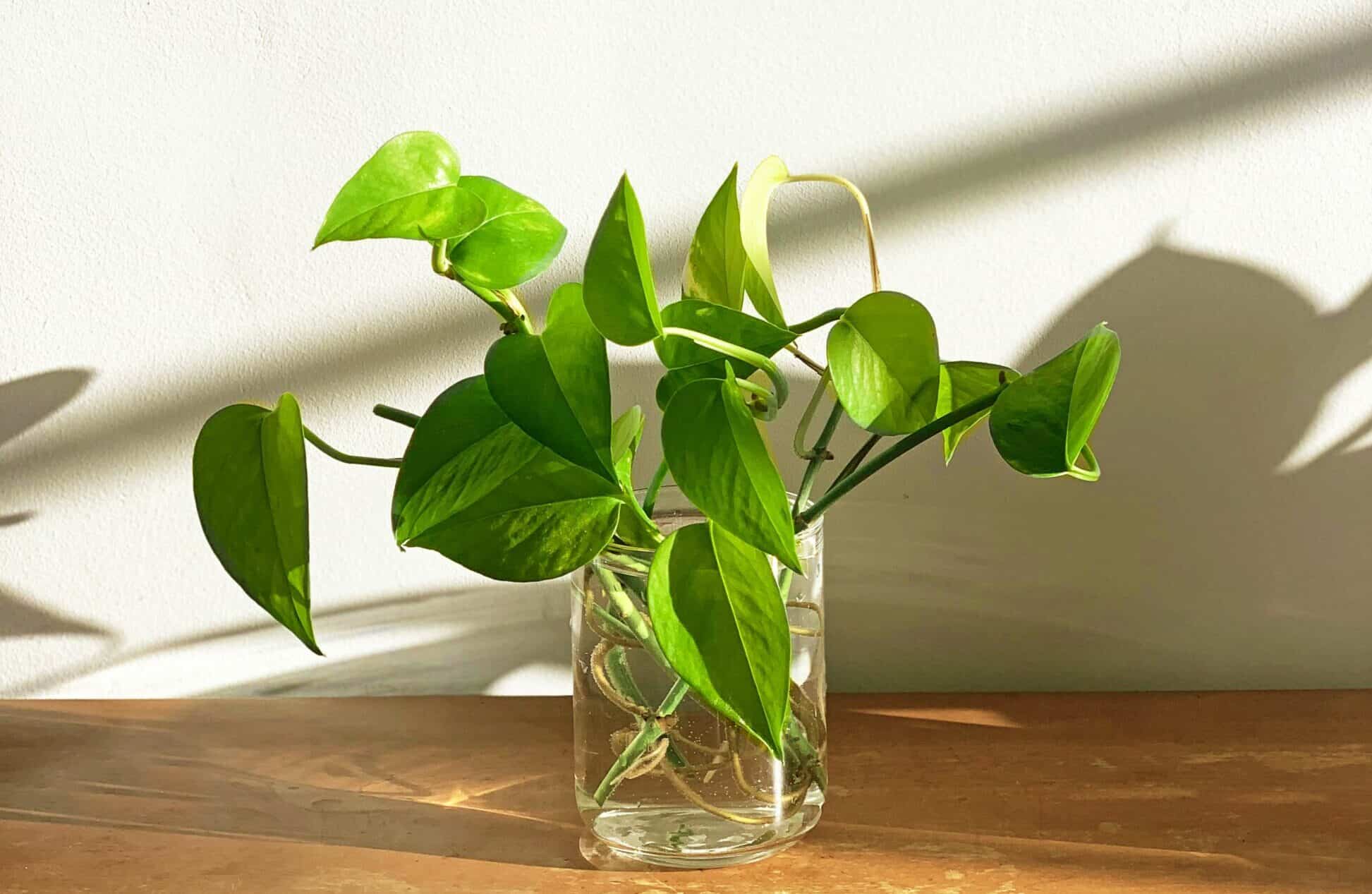 How to Grow and Take Care of Baby Pothos? - Plants Craze