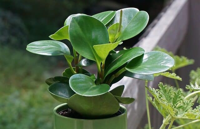 Why Are The Leaves on My Peperomia Limp and Drooping? - Plants Craze