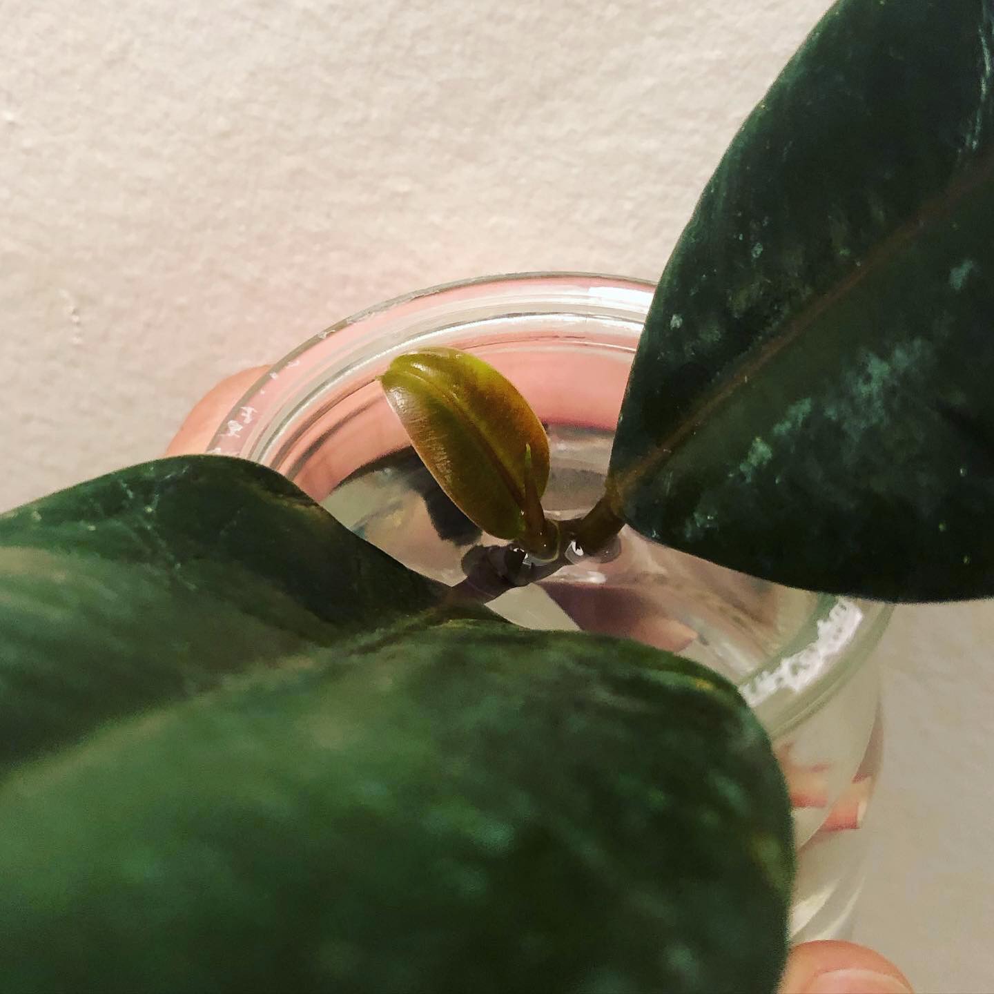 How to Root a Rubber Plant in Water [Easy Guide] Plants Craze