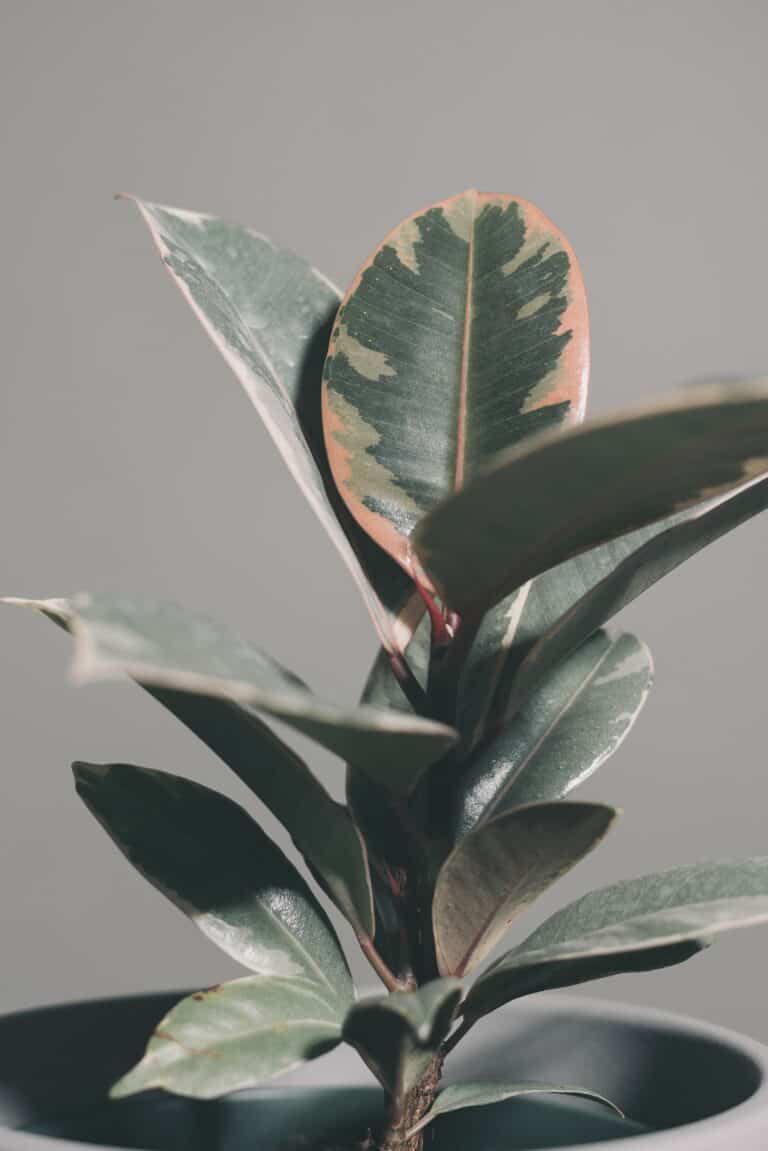 How to Save your Dying Rubber Plant? Plants Craze