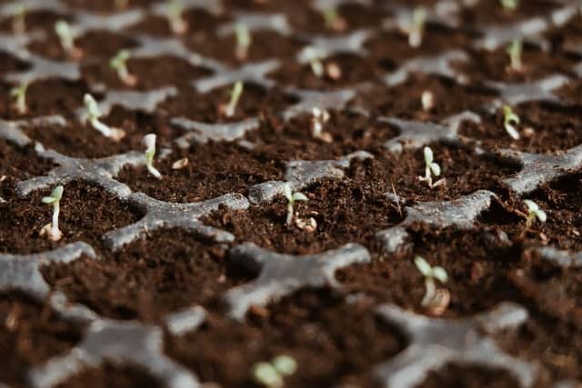 Propagation through Seeds in the tray