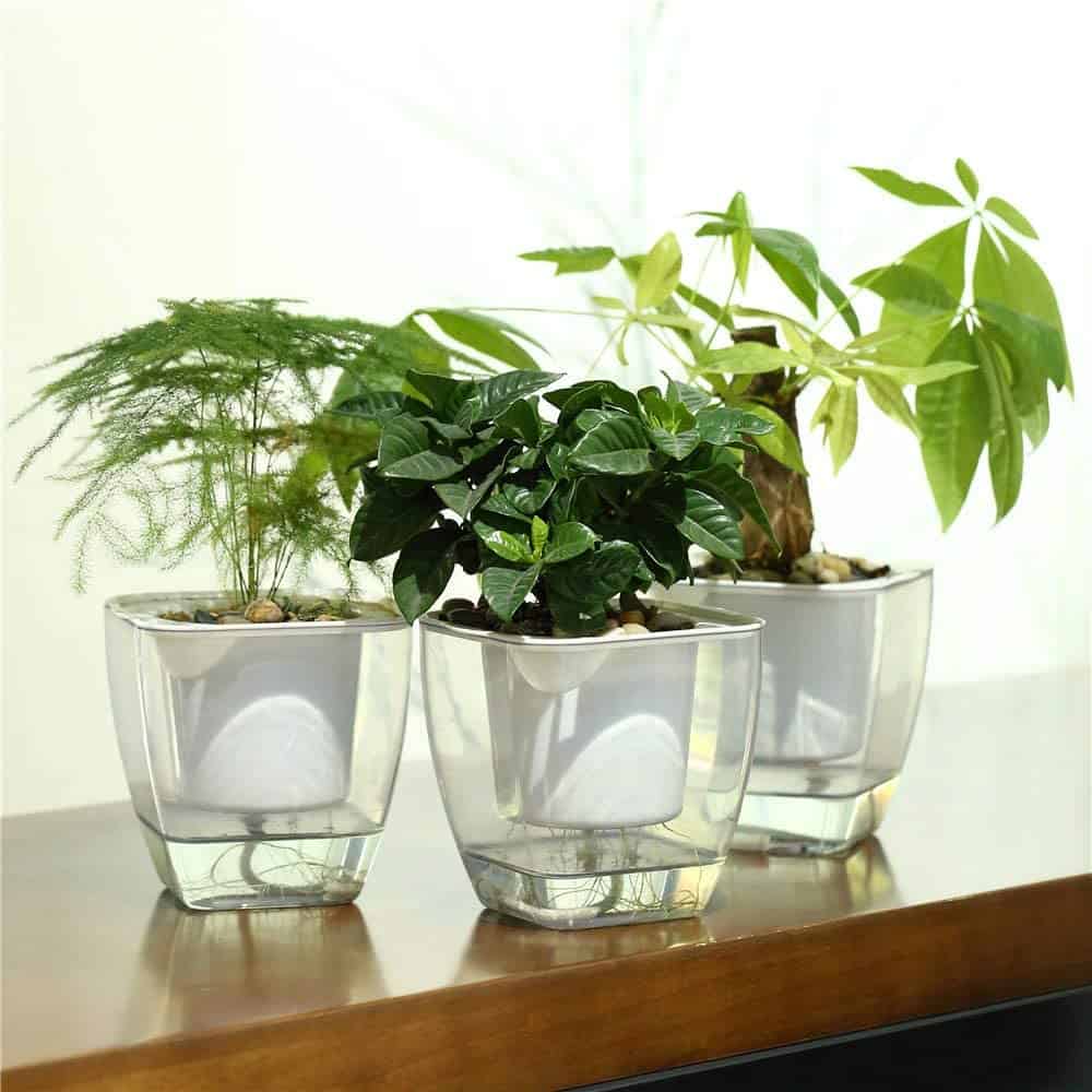 transparent Self Watering Pots for african violet