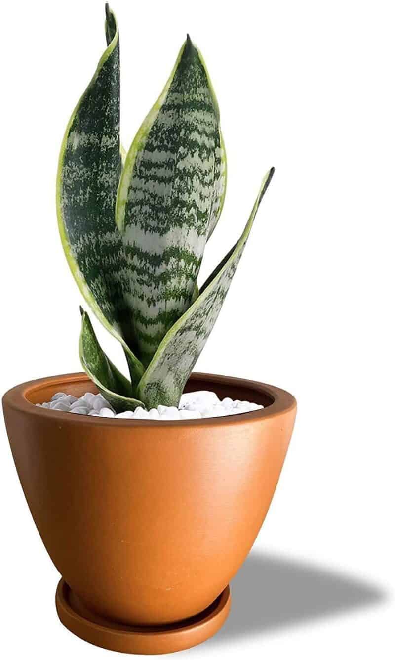 How Long do Snake Plants Live? Plants Craze Plant