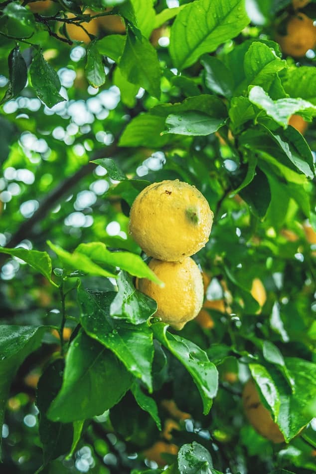 Lemons Sprayed with Water (Source: Unsplash)