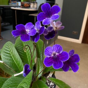 A Beautiful Cape Primrose Plant