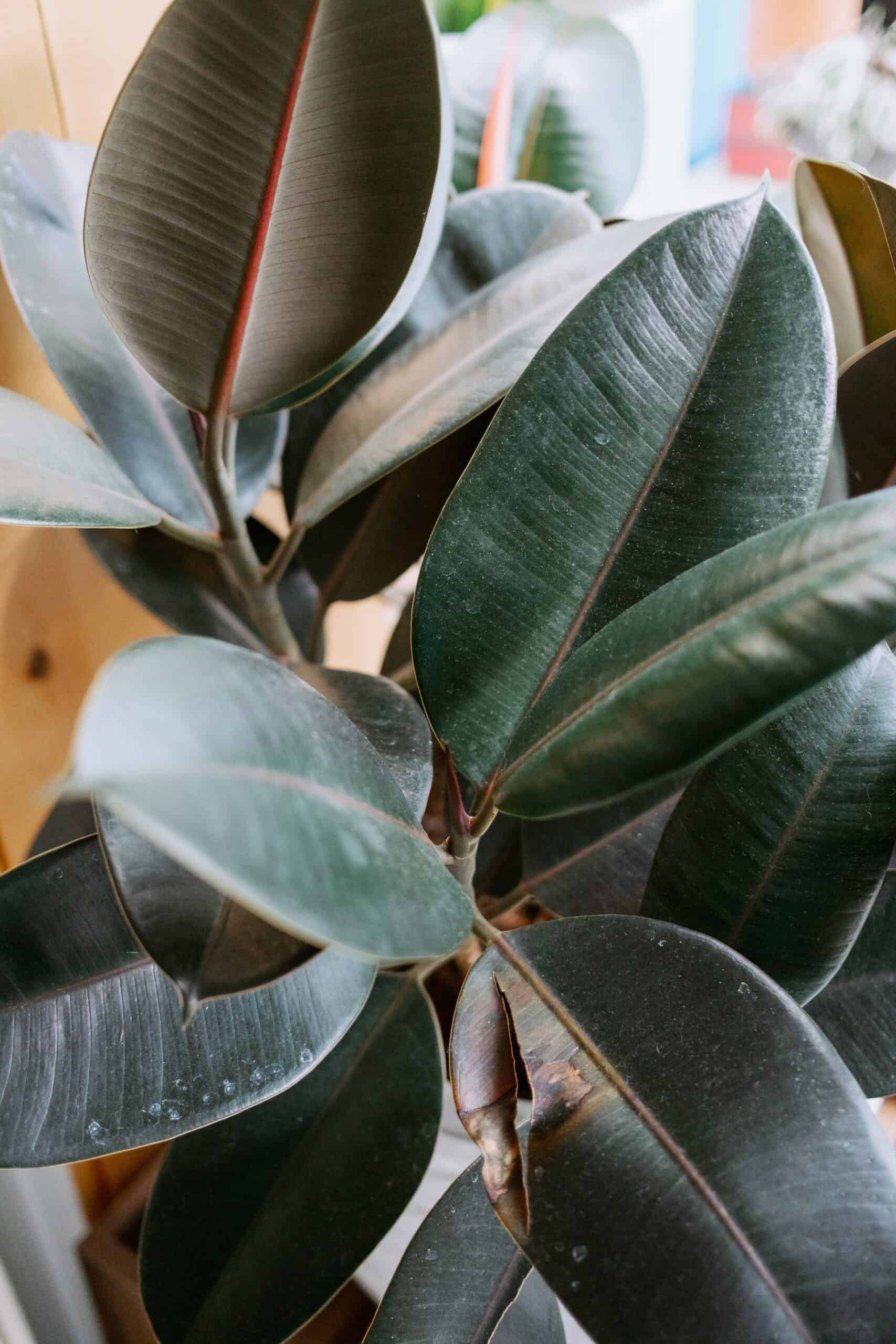 How to Save your Dying Rubber Plant? - Plants Craze