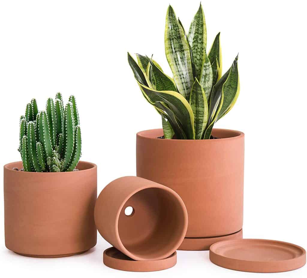 Best Pots For Aloe Vera Plants [9+ Best In The Market]