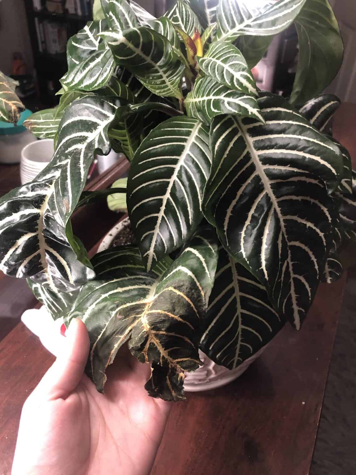 9 Reasons your Zebra Plant Leaf is Turning Brown [With Solutions