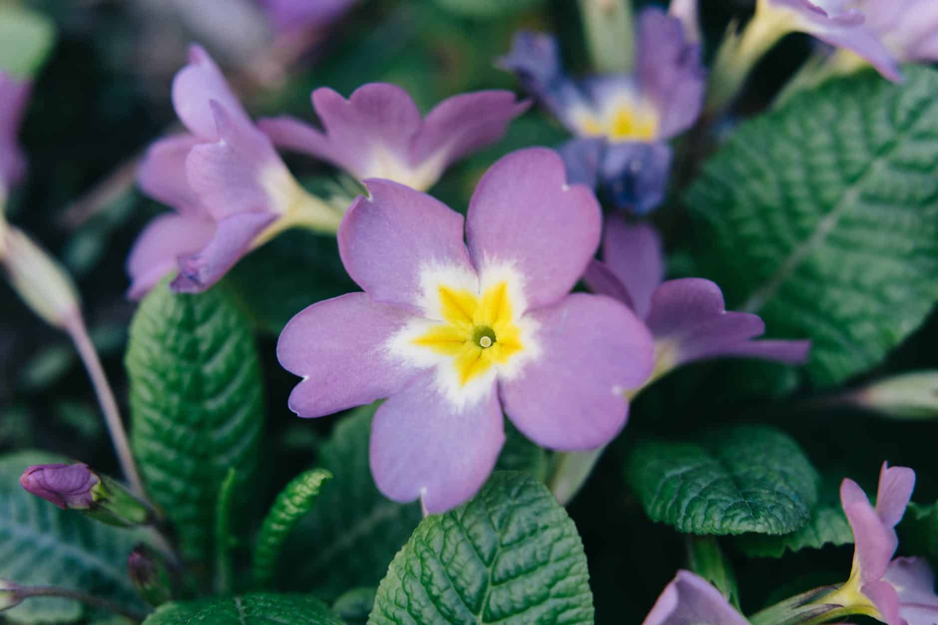 Cape Primrose 