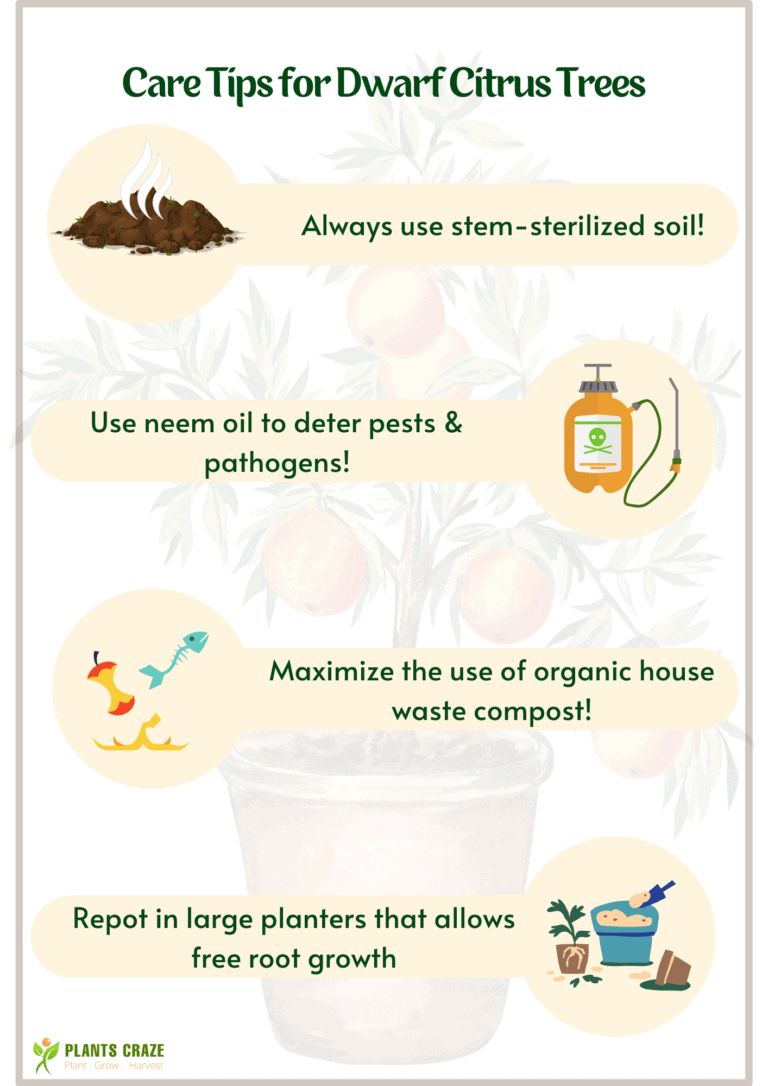 Best Potting Soil for Dwarf Citrus Trees! Plants Craze