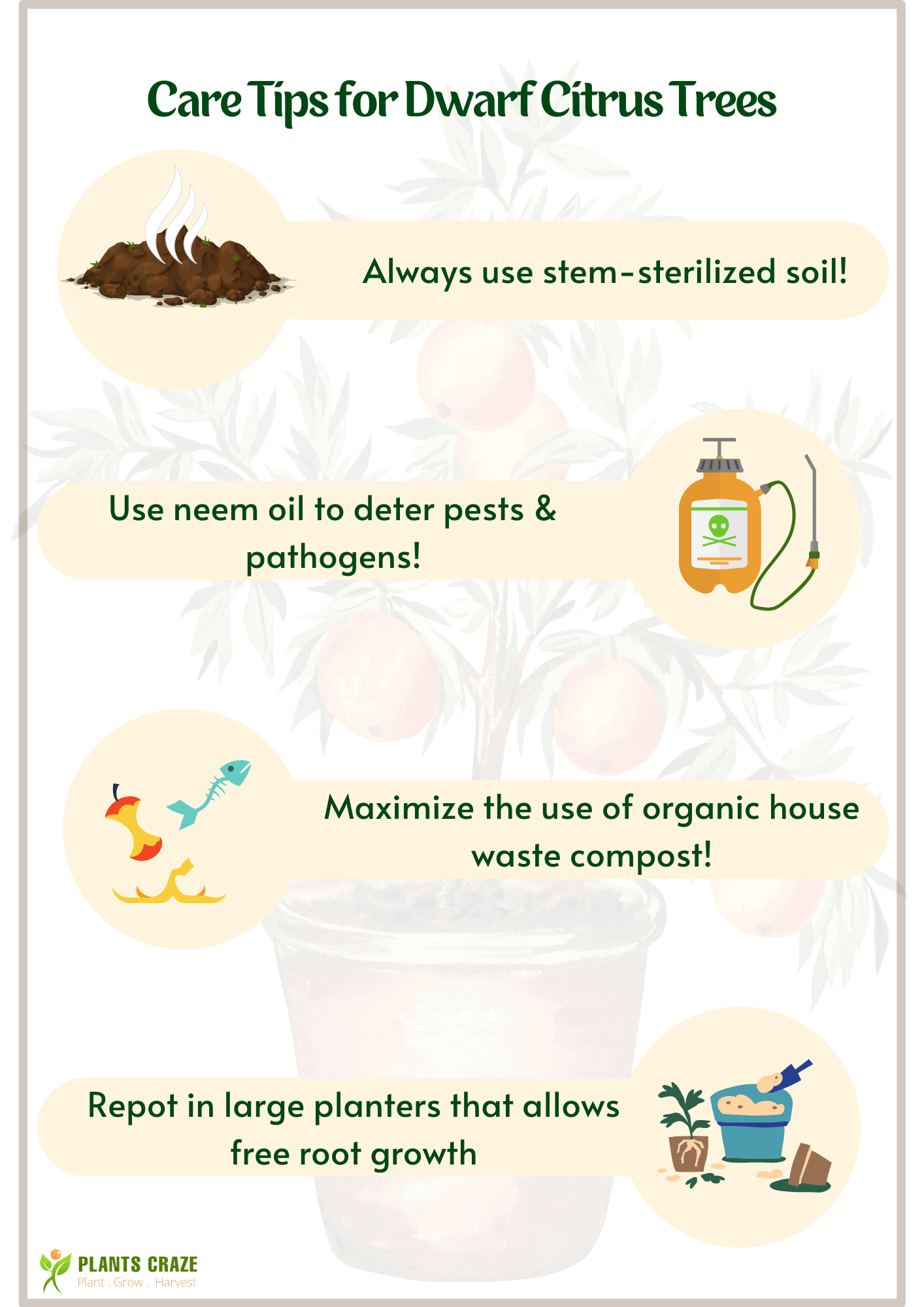 Image illustrates a few care tips for Dwarf Citrus Trees