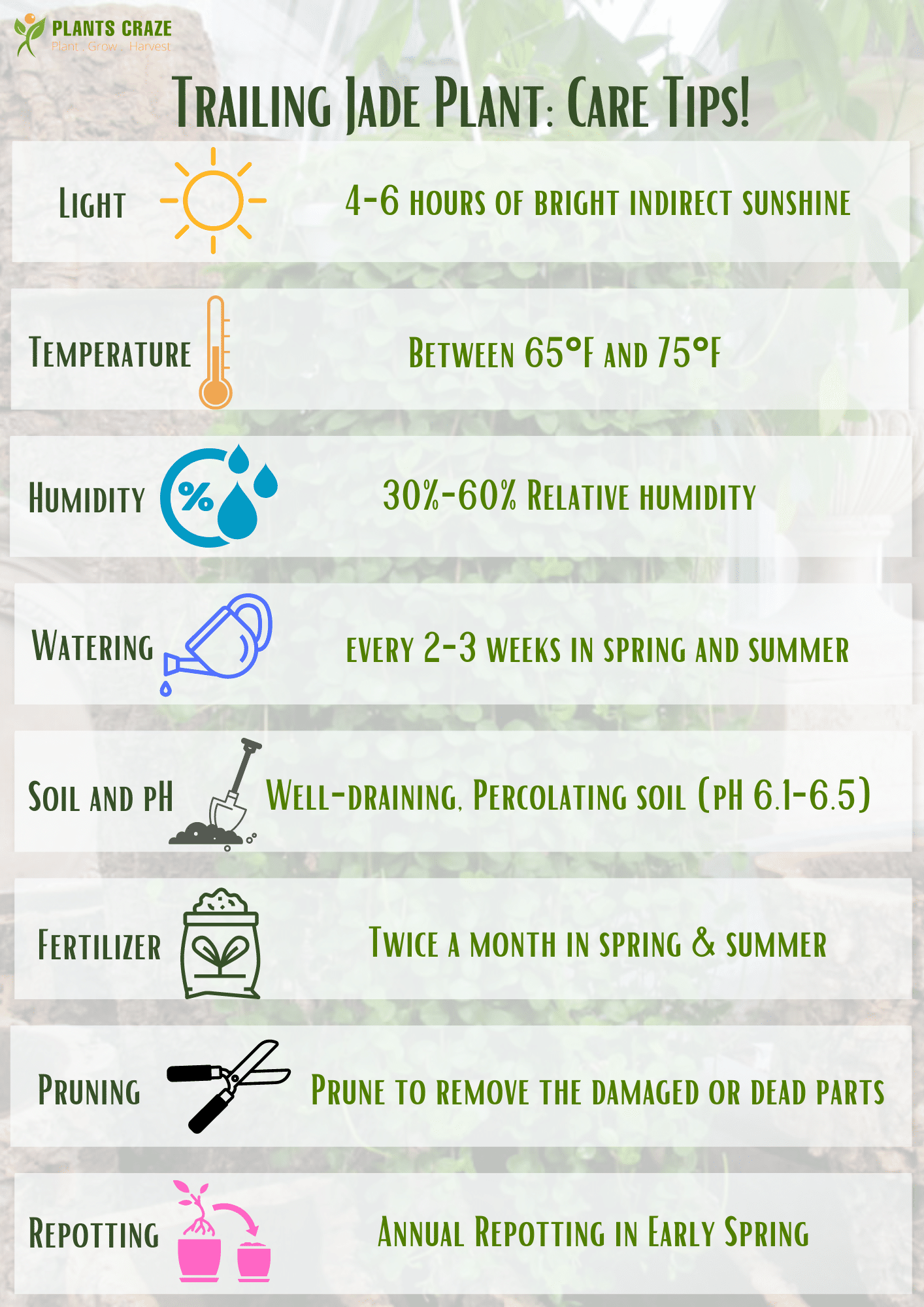 Image illustrates basic tropical care tips for Trailing Jade Plant.