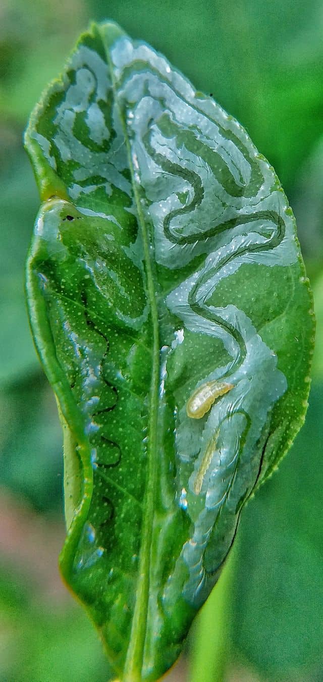 Image represents an infected leaf of Citrus Tree