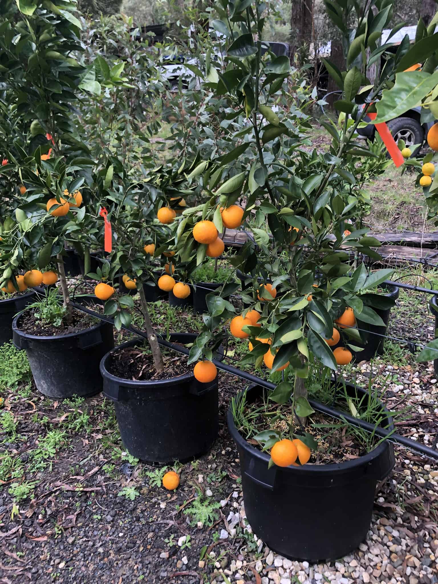 Image represents Dwarf Citrus Trees growing and fruiting in planters