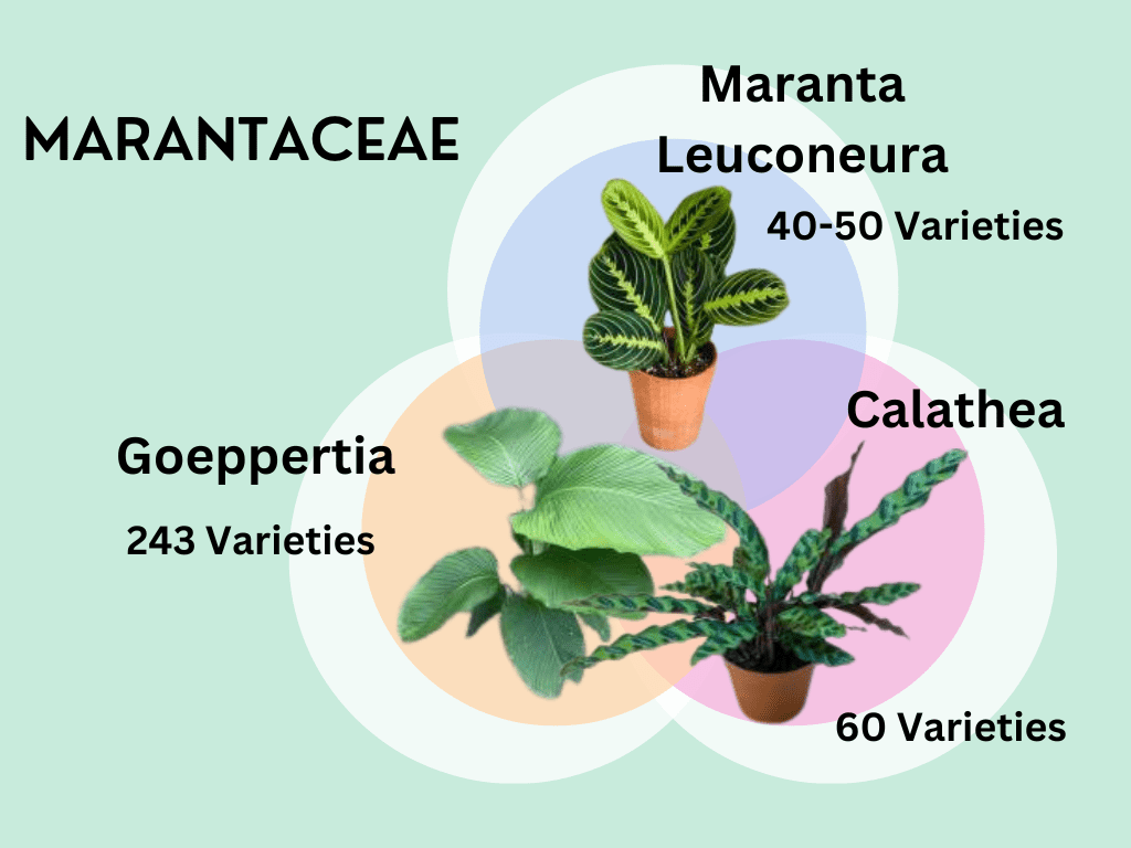 Infographic presentation of Marantaceae Plants