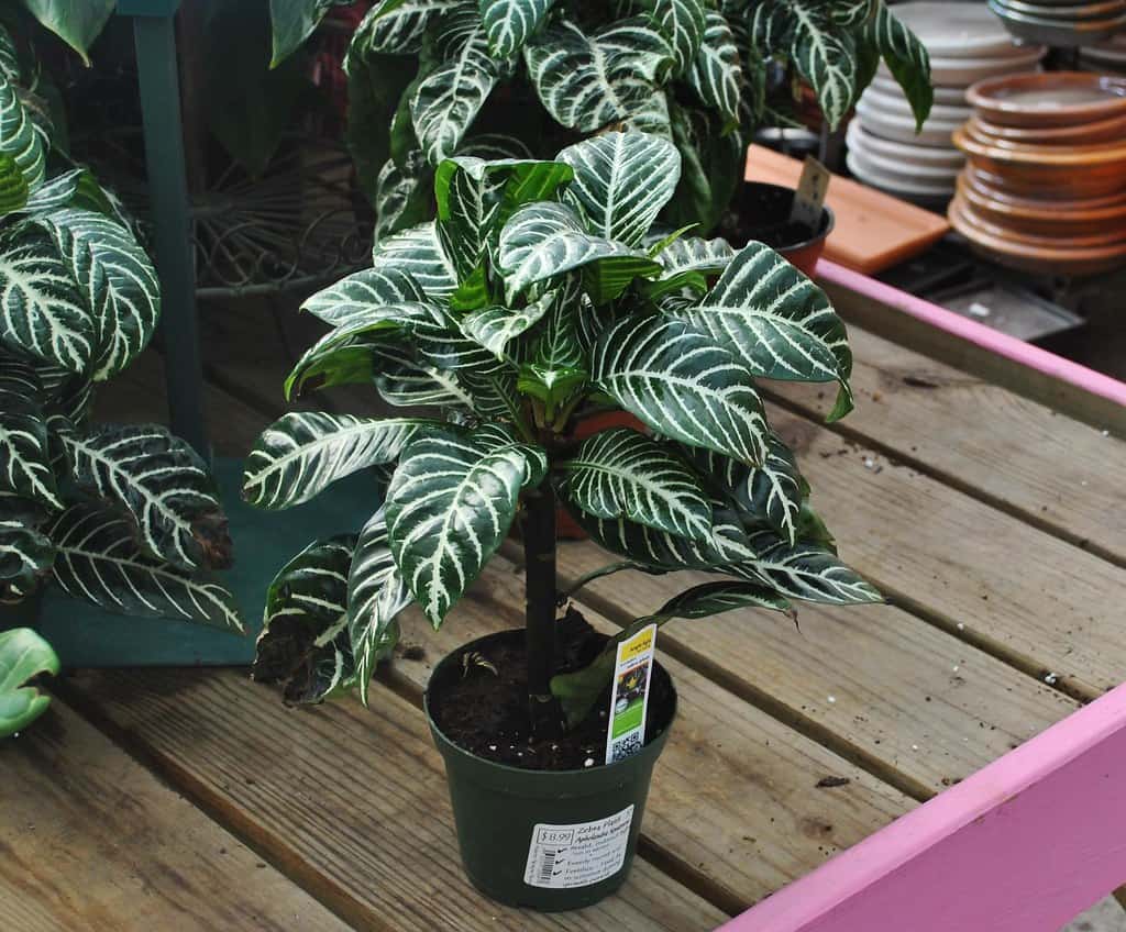 Zebra Plant Leaves Falling Off [Reasons and Solutions] - Plants Craze