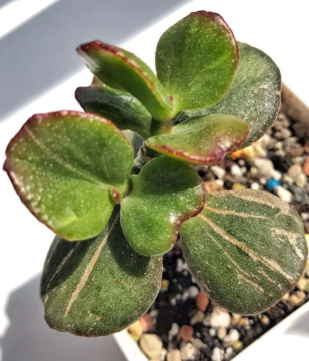 Caring For Jade Plant Outdoors An Ultimate Guide