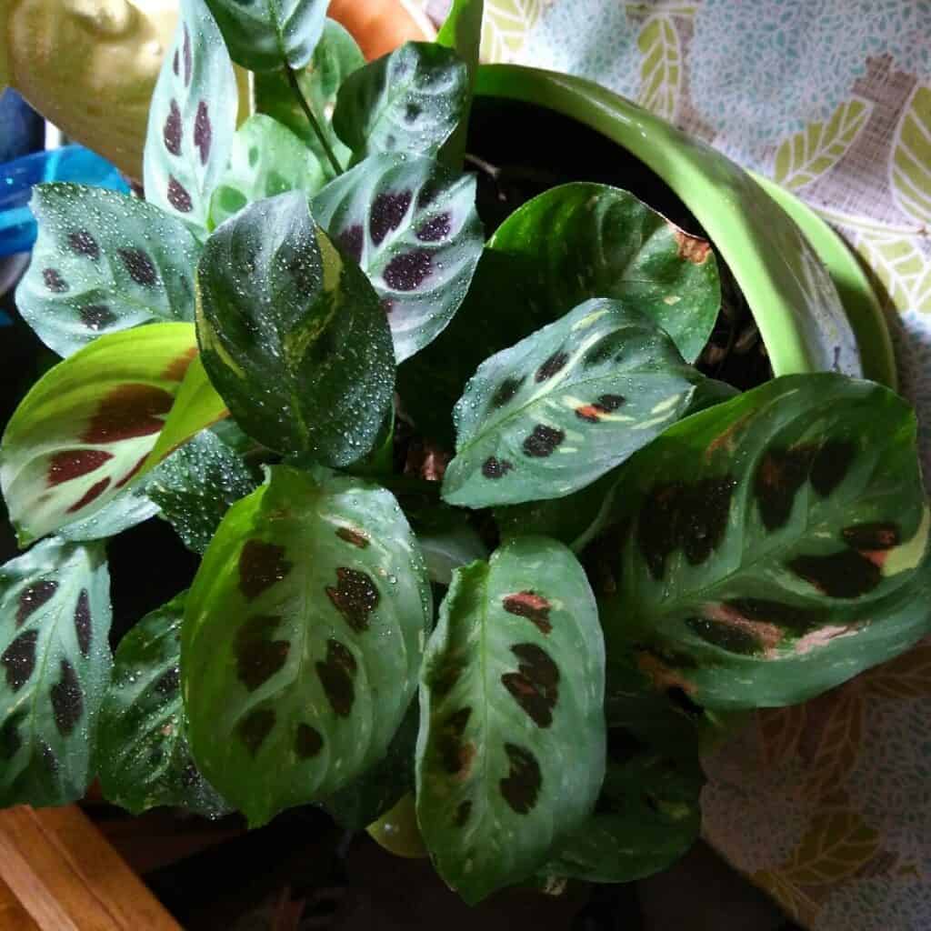 15 Different Types Of Prayer Plants Plants Craze Faq And How To Care