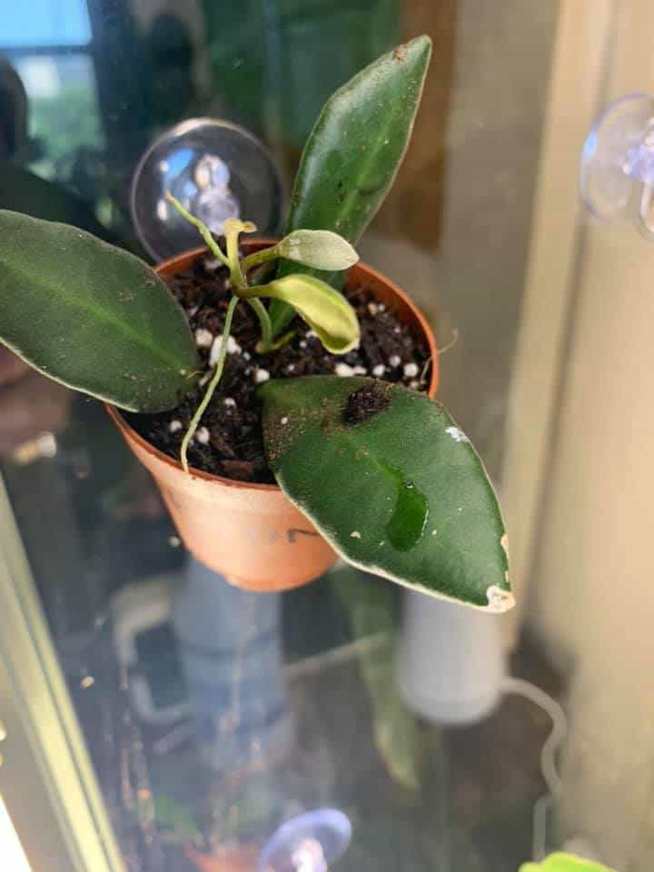 Image represents a moldy Hoya plant