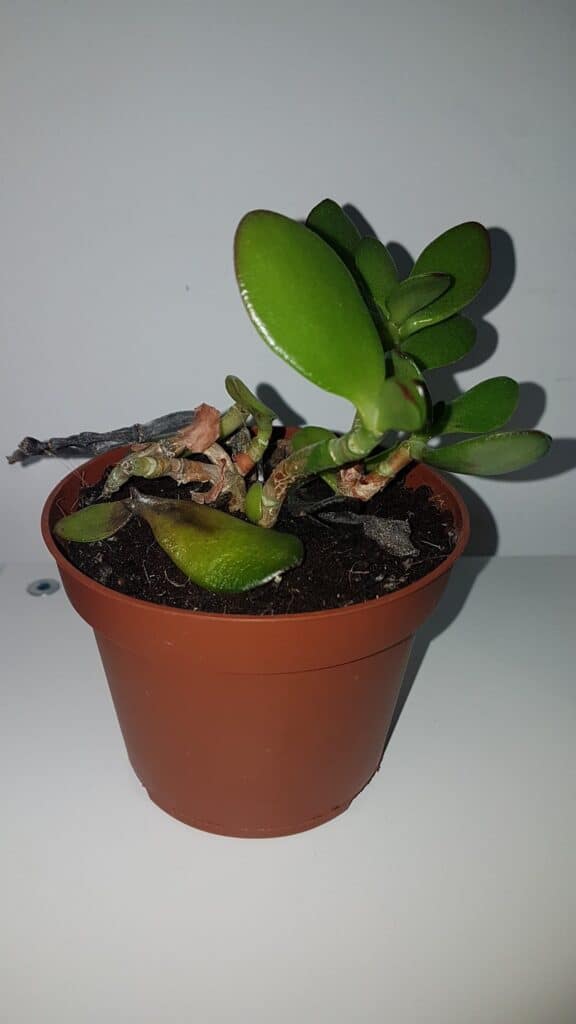 Best Jade Plant Fertilizer to Bag! Plants Craze